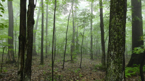 Foggy Morning. by Jim Mullhaupt