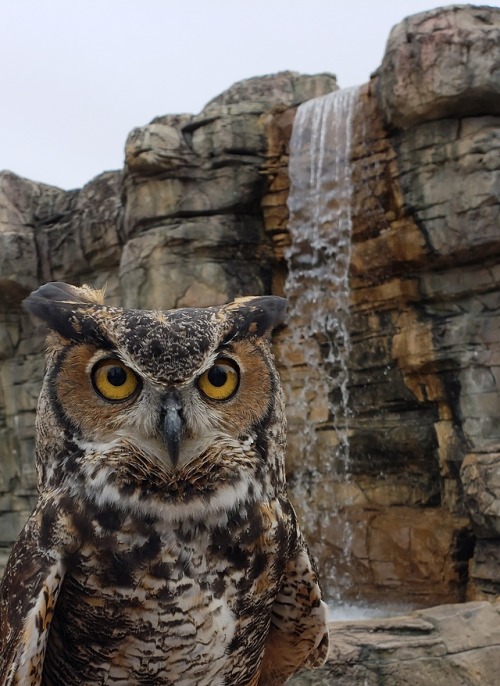 cjwhiteshizzle:Junior the great horned owl at the missouri botanical gardens