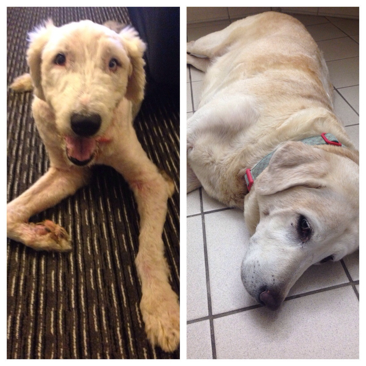 awwww-cute:  My wife and I adopted 2 senior dogs. Reddit, meet Oscar and Maggie