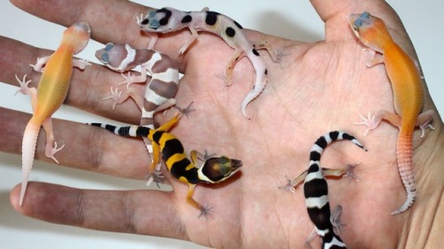 lovingexotics: Baby Leopard Geckos Eublepharis Macularius Source: Here