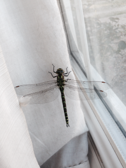 dirukari:  huge dragonfly stuck in my house, i escorted it out being the gentleman that i am