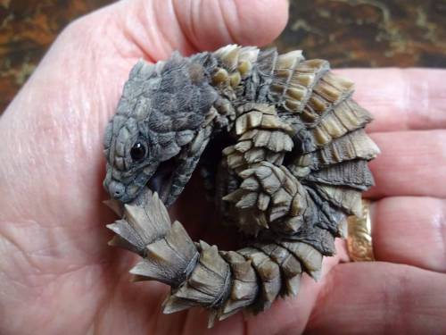 arlinn–kord:  awwww-cute:  Ouroboros Cataphractus (Source: http://ift.tt/1WprG0f)  Baby dragon 