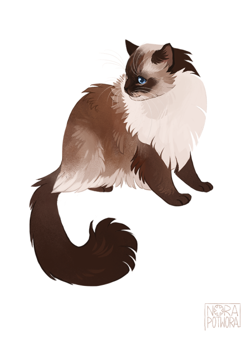 norapotwora:05 of suggested cats - ragdoll.