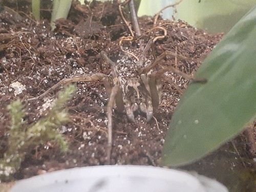 Sometimes You Are Just The Most Perfect Spider Ever