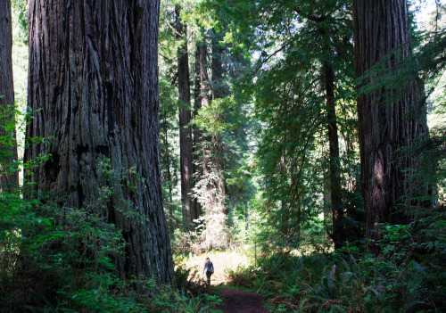 Redwood National Park: CampingCompletely breathtaking. Completely unreal.  I love this campsite we s