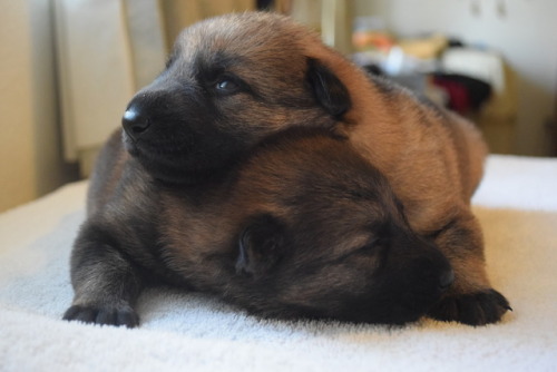 pawsitivelypowerful:They are 2 weeks old now ^_^