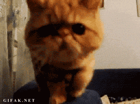 jaimejoker:  Sabes que tu gato anda en malos cuando te roba un cigarro