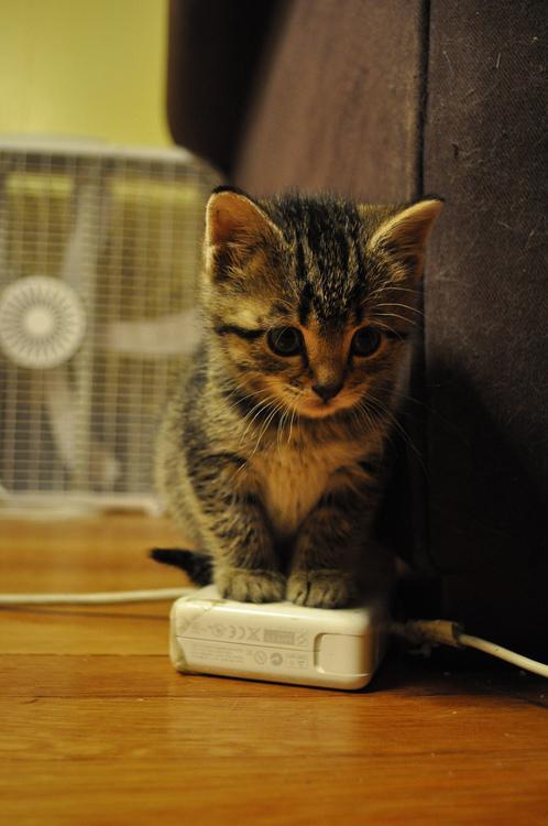 awwww-cute:
“A tiny kitten in deep thought
”