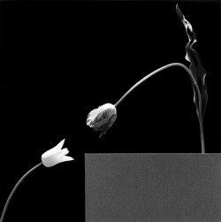 themapplethorpe:  Two Tulips, 1984 