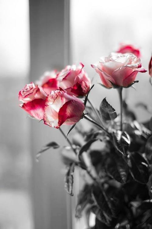 yeswhatacuriousone:  beautiful