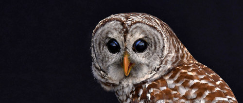 Barred Owl for Steve Skinner…EXPLORED. by Howard Brodsky / Away again . Had a good conversati