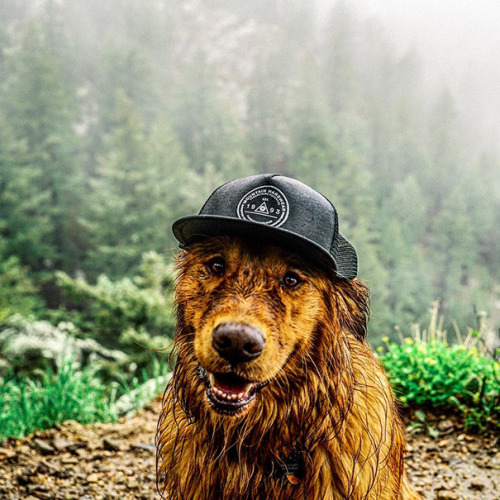 boredpanda: Human Takes His Dog On Epic Adventures, Proves That Dogs Are The Best Travel Buddies