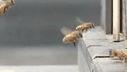 autumnoverland:  astralcavalier:  calledthecapt:  sodomymcscurvylegs:  Ladies and gentlemen: I give you, the bee version of Moon Moon.  DAMMIT WING WING  WHO FUCKING BROUGHT WING WING ALONG    