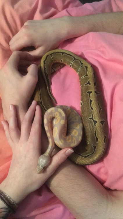 lnejbrekker:Been ages since I was last on here! Both snakes are doing great. Realised that Little du