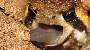 robert-the-redhead-lover: ultra-frog:  gitblog-monster:  tinysaurus-rex:  frogsuggest:  friend of the day!meet handsom roundboy desert rain frog! he lick! he yell! he round! he grump! he squish! he run! gone! goodbye!!!!  And I’ll love him forever 