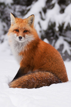 lsleofskye:  Red Fox posing in Algonquin