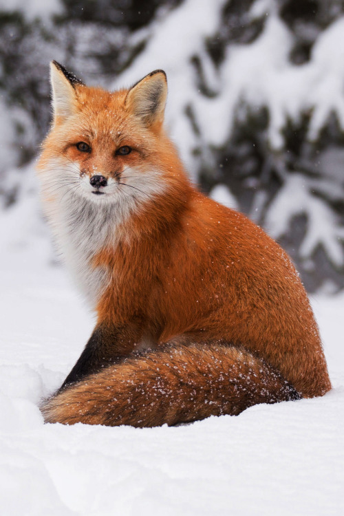 lsleofskye - Red Fox posing in Algonquin Park