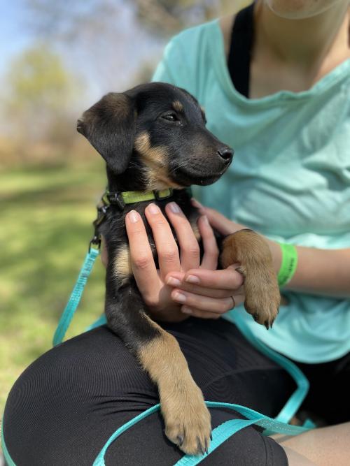 Meet Ollie, a recent rescue! Any idea what he is?