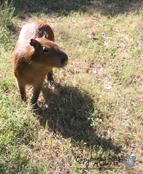 When a capybara sees his shadow, that means there’s six more weeks of summer.