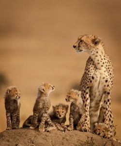 beautiful-wildlife:  Cheetah Family by ken