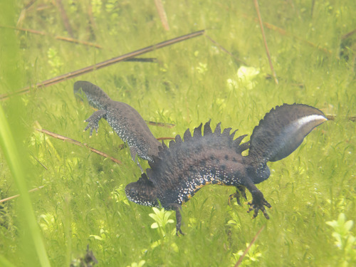 maeamian:wodneswynn:end0skeletal-undead:Great crested newts, native across much of EuropePhotos by r