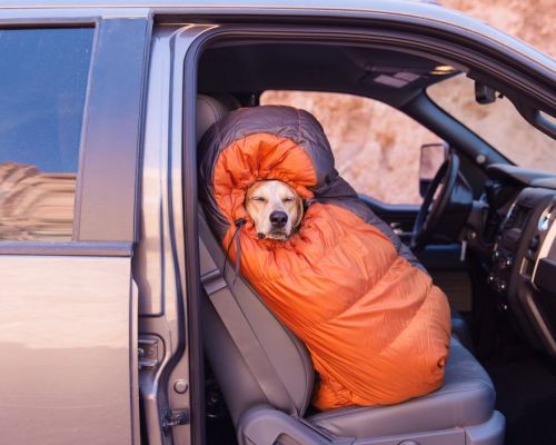 conflictingheart: Photographer Takes His Rescued Dog Maddie On Epic Adventures