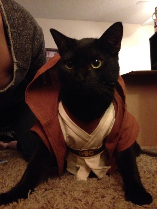 misswendybird: This is my cat, Mr. Jarvis. The other night we discovered that Build-a-Bear clothes a