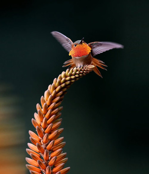 crossconnectmag: Vivid Hummingbird Close-ups Reveal Their Incredible BeautyWhen it comes to birds, t