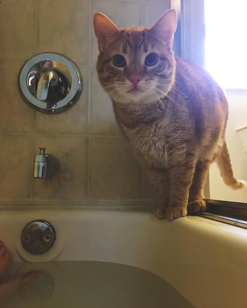 my bathtub friend #lokilucatpants #sg #catsofinstagram #bathcat #meow #cute #cat #kitty