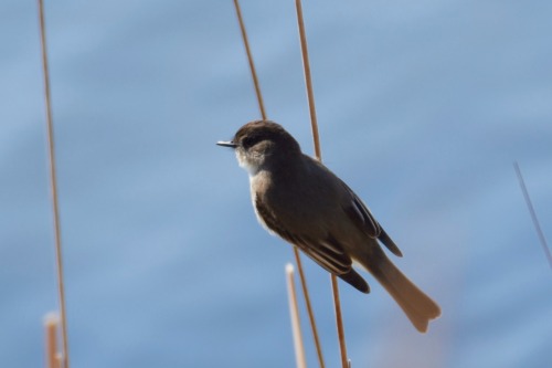 boy-warbler:My first Eastern Phoebe sighting of the year today at Tommy Thompson Park. Also saw my f