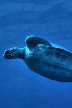 0ce4n-g0d:   Blue Sea Turtle | chris heurich