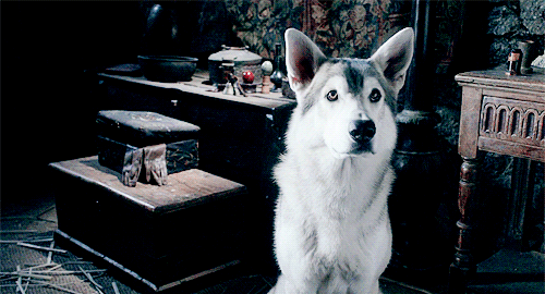 Game of Thrones Daily