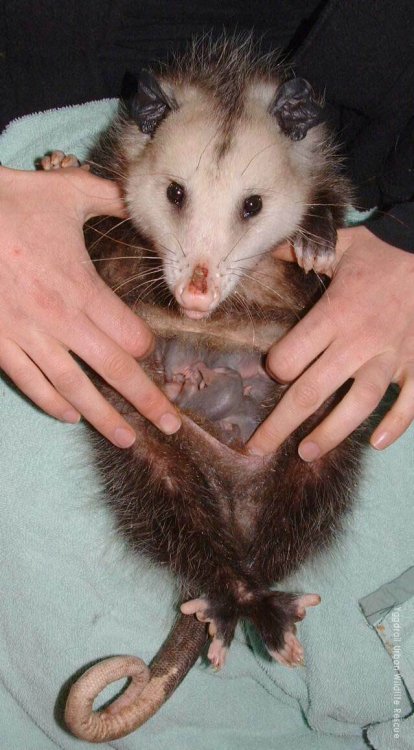 killbenedictcumberbatch: butchmcqueen:  im laughing but that is Definitely a pouch, opossums are mar