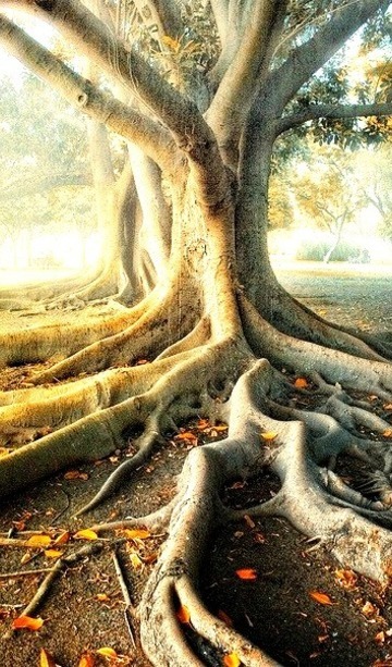 Shrouded Tree, Seville, Andalusia, Spain