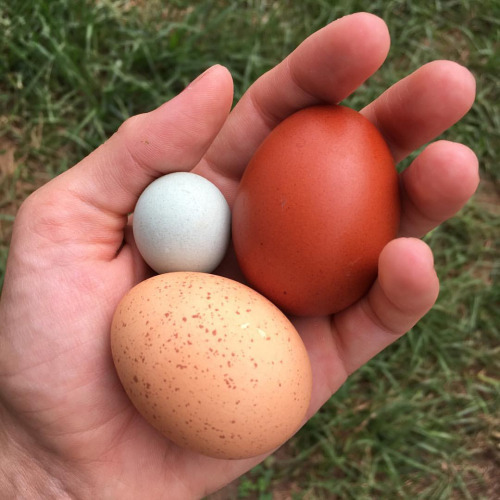 “And for the cutest egg laid today… WillowHillFamilyFarm