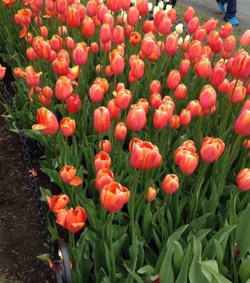 Porn celticknot65:  Tulip Fest May 2017, Albany, photos