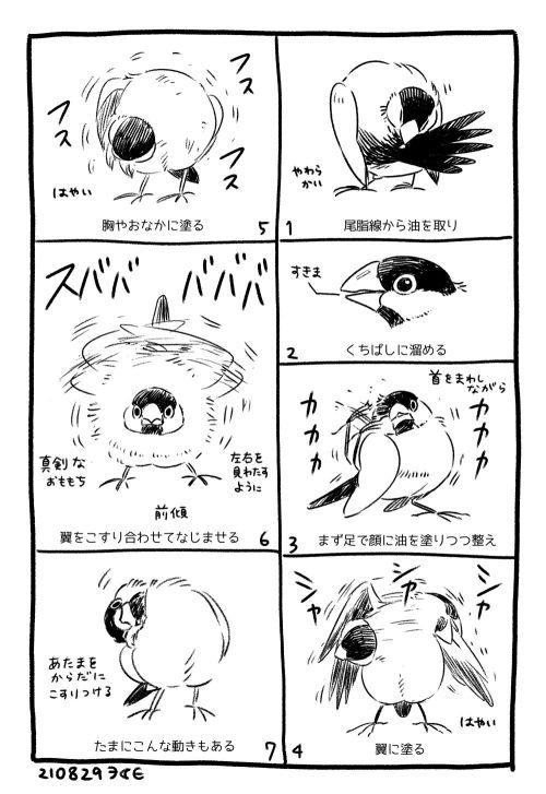 3tkemi:  文鳥観察ログです