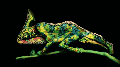 psychedelicpreacher:  Amazing chameleon body-art!