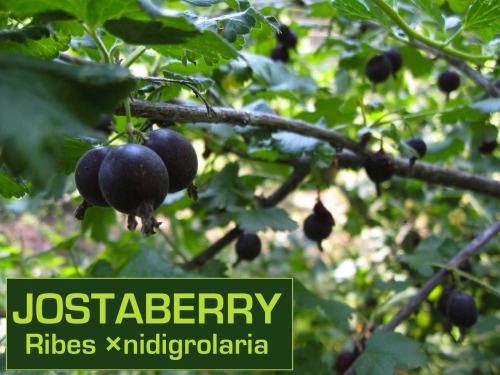 biodiverseed:I love the sweet but tart berries in the Ribes genus, which is why I have planted so many of them out in my ‘Berryland’ garden. They are generally tolerant of shade, so they make an excellent understory shrub below fruit-producing