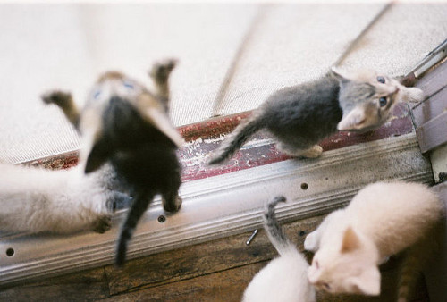 priveting:  Kitties gone wild! by ╚ SεΣ ╤hi∩Gs DiƒFerεNT└y ╗ on Flickr.Please check out my Vintage Cats blog <3 