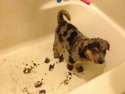 thecutestofthecute:Mud + Pup = True happiness.