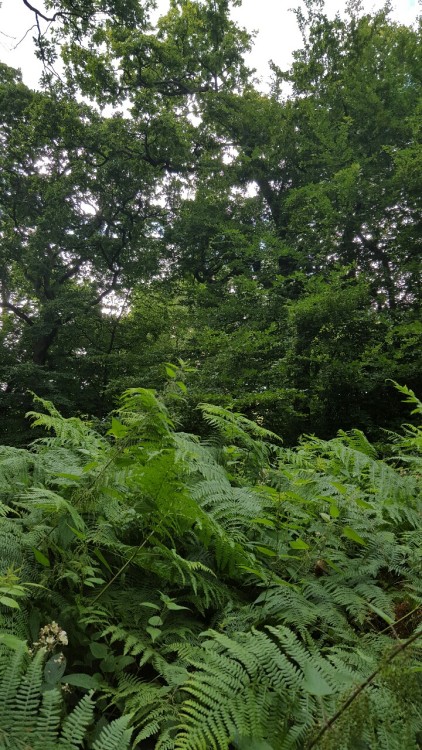 Woodland ferns