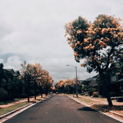 paperantlerss:  Saw lots of yellow blooms while walking home today. Apparently this is the cherry blossom equivalent of Hawaii, and it only happens during the Summer season. They are too pretty for life. 