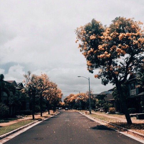 paperantlerss:  Saw lots of yellow blooms while walking home today. Apparently this is the cherry blossom equivalent of Hawaii, and it only happens during the Summer season. They are too pretty for life.