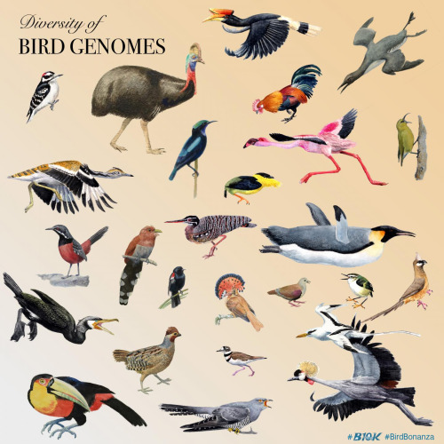 scinewscom:Researchers Sequence Genomes of 363 Bird Specieshttp://www.sci-news.com/genetics/363-bird