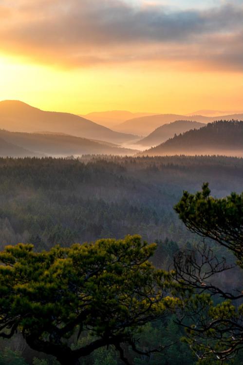 oneshotolive:  Golden Palatinate Forest [OC],