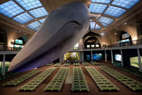 hollybailey:  Scenes from the first adults-only sleepover at the Museum of Natural