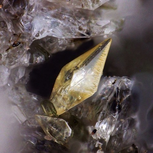 geologypage:  Titanite | #Geology #GeologyPage #Mineral  Locality: Laach Lake, Rhineland-Palatinate, Germany Size: 1.7 × 1.7 × 0.7 cm  Photo Copyright © Joy Desor Mineralanalytik /e-rocks.com  Geology Pagewww.geologypage.com