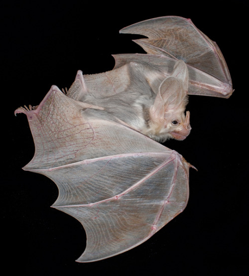 take-me-far-away-from-here:  The ghost bat (Macroderma gigas), also known as the false vampire bat is a bat native to Australia.   omg look at this cutie