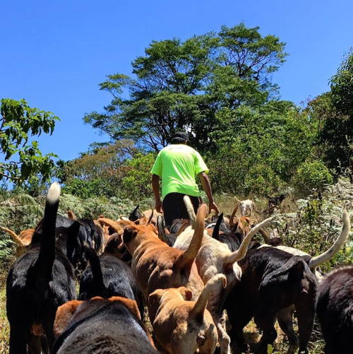 bobbycaputo:    Over 900 Rescued Dogs Roam Freely on Costa Rica’s “Land of the Strays” If anyone is looking for me, you know where to find me 